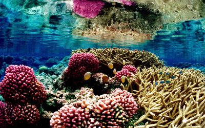 World’s Largest 3D Printed Coral Reef