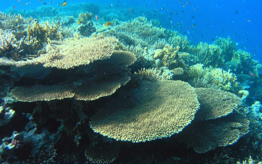 India’s First 3D Printed Coral Reef