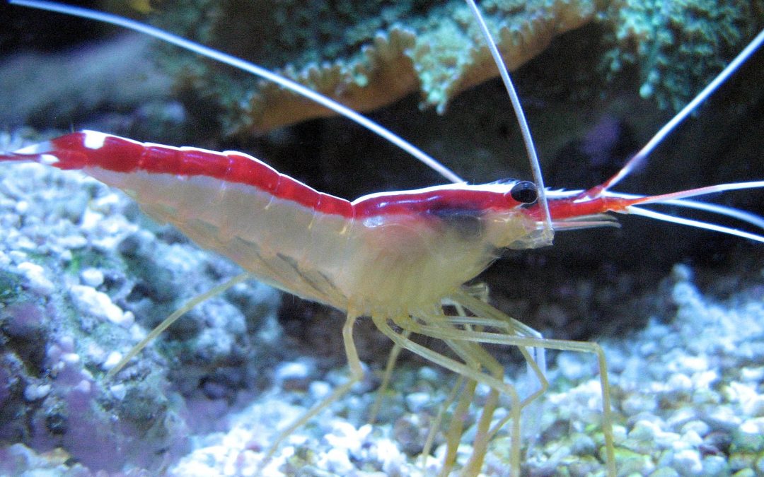 3D Printed Shrimp’s Claw