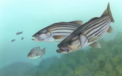 The 3D Printed Microscopic Fish That Do More Than Just Swim