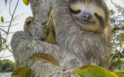 The 3D Printed Robotic Sloth Helping Environmental Conservation Efforts