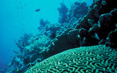 The 3D Printed Clay Tiles Restoring Hong Kong’s Damaged Coral Reefs