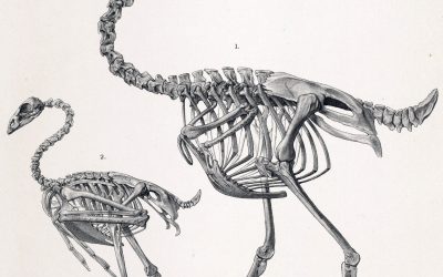 3D Printed Fossil Replicas