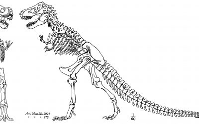 3D Printed Tyrannosaurus Rex Skeleton