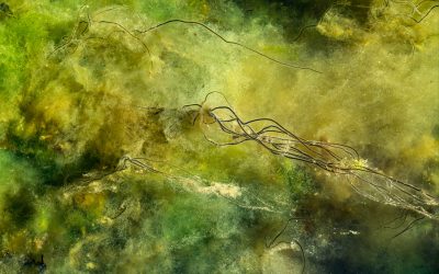 3D Printed Living Material Based On Algae