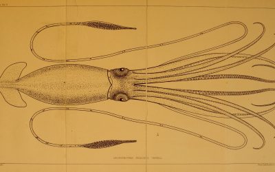3D Printed Ancient Cephalopod Replicas