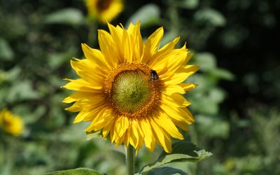 The 3D Printing Ink Made From Sunflower Pollen